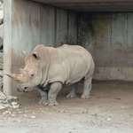 image for This Rhino has no political opinion for you.