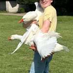 image for April 2024: woman steals geese from a public park in Allen, Texas