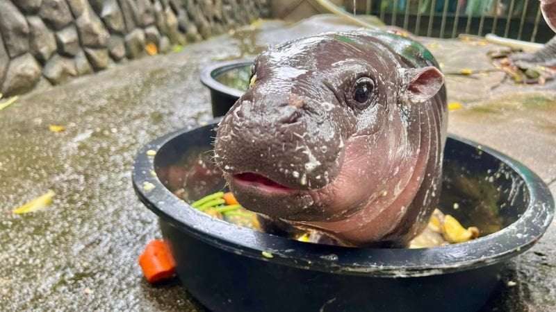 image for Moo Deng: Baby pygmy hippo is Thailand’s latest online sensation. But her keeper is worried about her fame