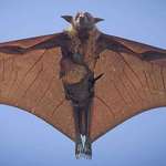 image for Wonderful shot of Mum and Baby Mid - Flight