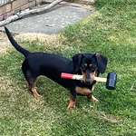 image for MALLET DOG