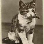 image for A photo of a cat taken in 1931. The same dissatisfaction that hasn't changed for a hundred years.