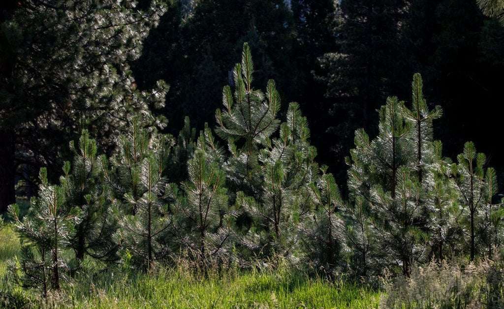 image for Infrastructure Bill Is Helping Restore Our National Forests