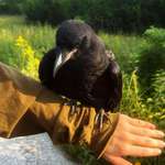image for I found a baby crow in the middle of the road.