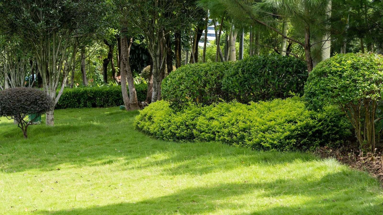 image for Homeowners are increasingly re-wilding their homes with native plants, experts say