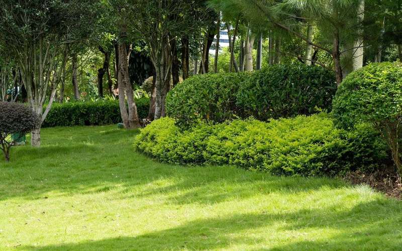 image for Homeowners are increasingly re-wilding their homes with native plants, experts say