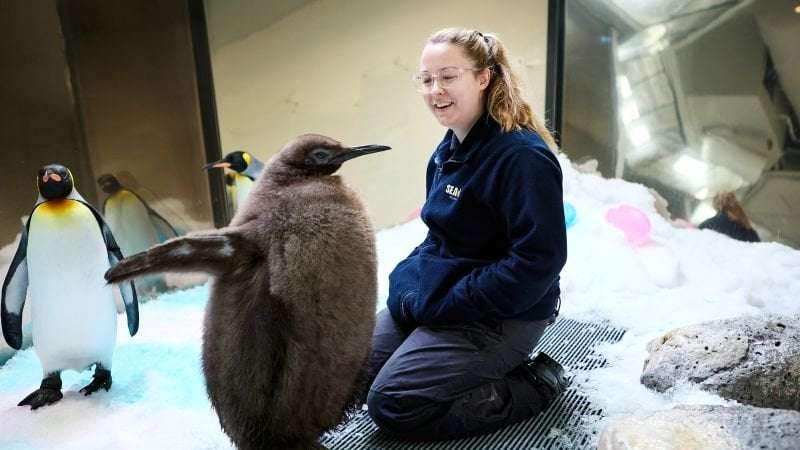image for Pesto the baby penguin is already taller than his parents. Now he’s a social media star