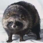 image for The Raccoon Dog, a fox relative, is the only member of the dog family that hibernates