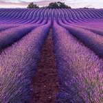 image for Beautiful view of Lavender field in summer sunset near Valensole