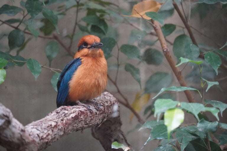 image for ‘Extinct’ Guam kingfisher takes flight again after nearly 40 years