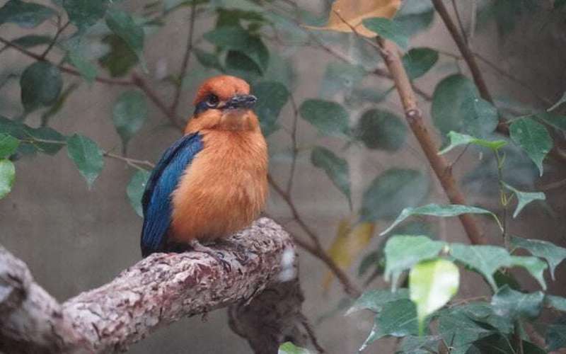 image for ‘Extinct’ Guam kingfisher takes flight again after nearly 40 years