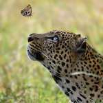 image for Incredible shot taken by Asim Cheema