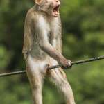 image for 2021 Comedy Wildlife Photography Awards won by Ken Jensen