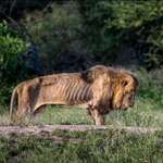 image for An elderly Lion in his final hours. (Photograph by Larry Pannell)