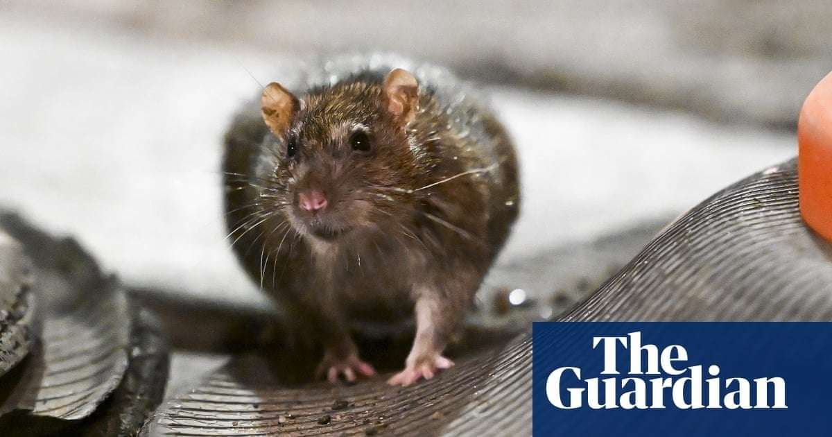 image for New York greenlights rat birth control to curb city’s infestation