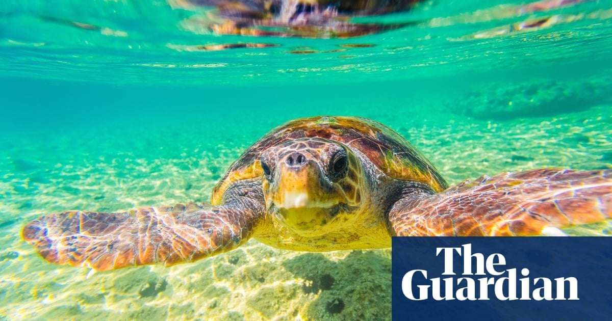 image for ‘It’s hugely moving’: sea turtle nests in Greece reach record numbers