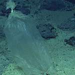 image for A plastic bag located at 10.989meters/6.77miles deep at the depths of Mariana's Trench.