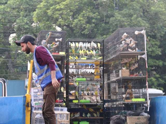 image for Wildlife department busts illegal bird trade in Lahore, recovers hundreds of protected birds