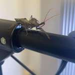 image for This bug on my camera set up, I have no idea the species