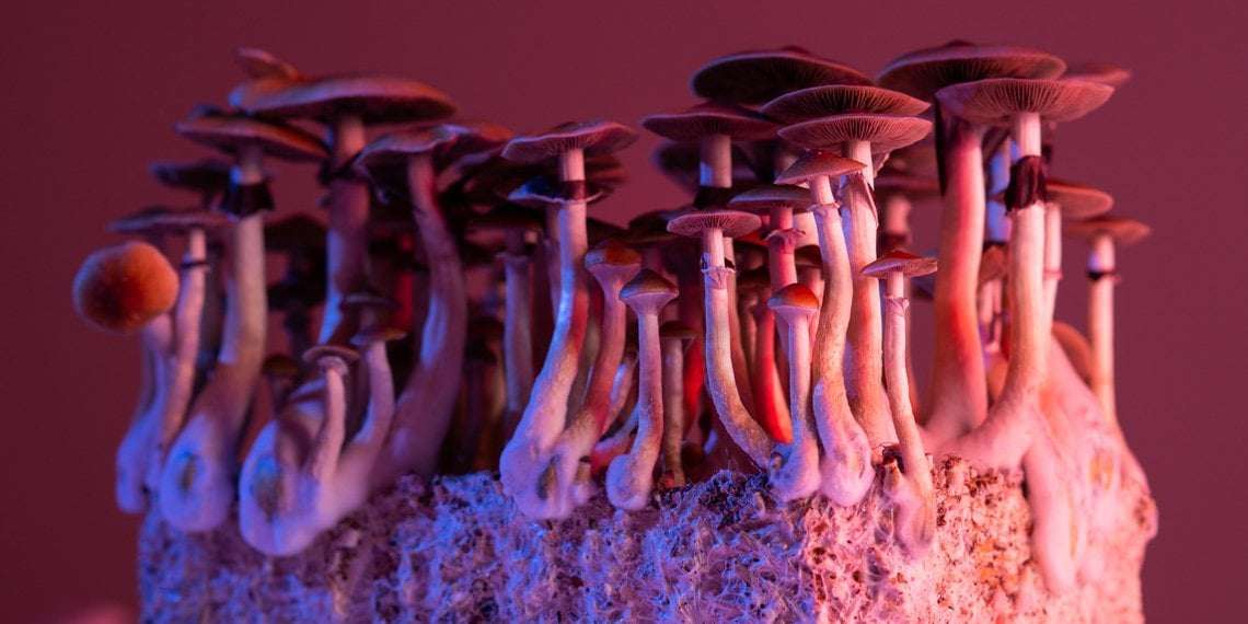 image for Man amputates penis with an axe after consuming psilocybin mushrooms