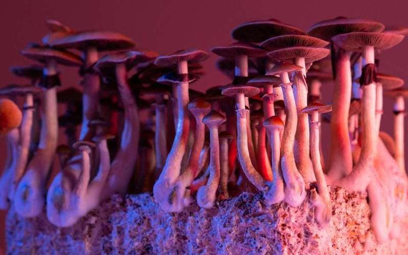 image for Man amputates penis with an axe after consuming psilocybin mushrooms