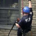 image for In 2003, authorities in NYC found a 350lb tiger living secretly in a Harlem apartment.
