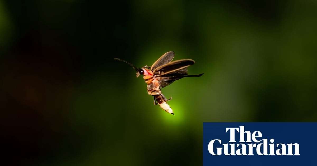 image for Firefly species may blink out as US seeks to list it as endangered for first time
