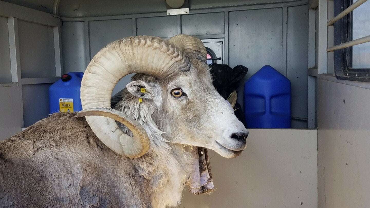 image for Montana man gets 6 months in prison for cloning giant sheep and breeding it
