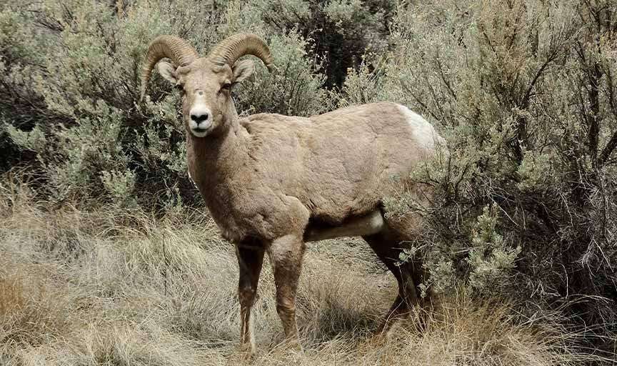 image for Man, 81, sentenced to 6 months in prison for trying to create giant hybrid species of wild sheep