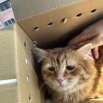 image for I’ve felt a void in my life ever since my cat passed so I adopted the saddest cat at the shelter
