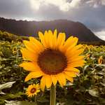 image for Pic taken by me at a sunflower field in O’ahu