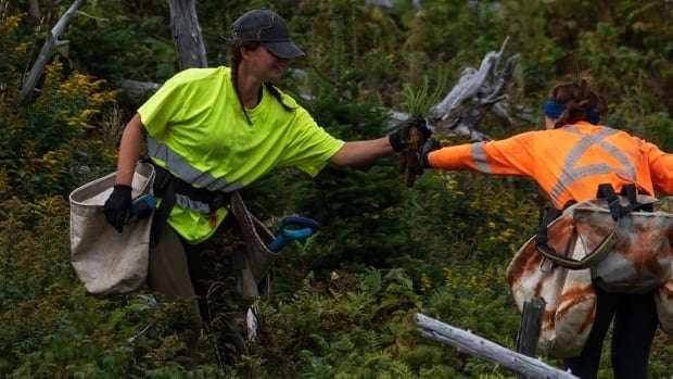 image for This national park planted over 400,000 trees to combat damage done by hungry moose