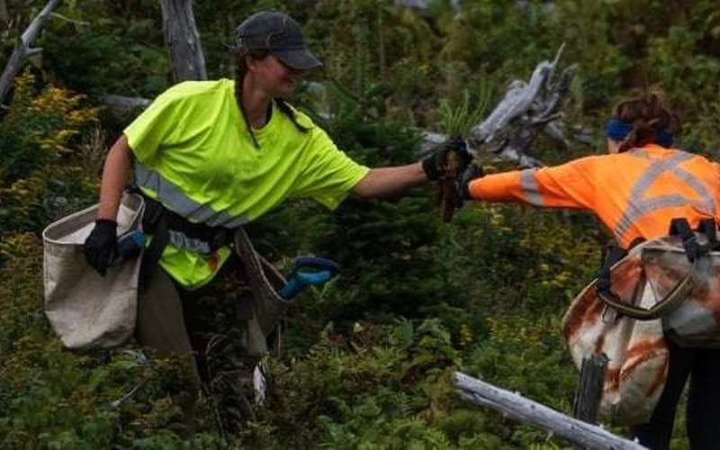 image for This national park planted over 400,000 trees to combat damage done by hungry moose