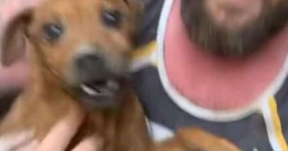 image for Watch incredible moment Rose the dog is pulled from Halifax rock after being trapped for 8 days