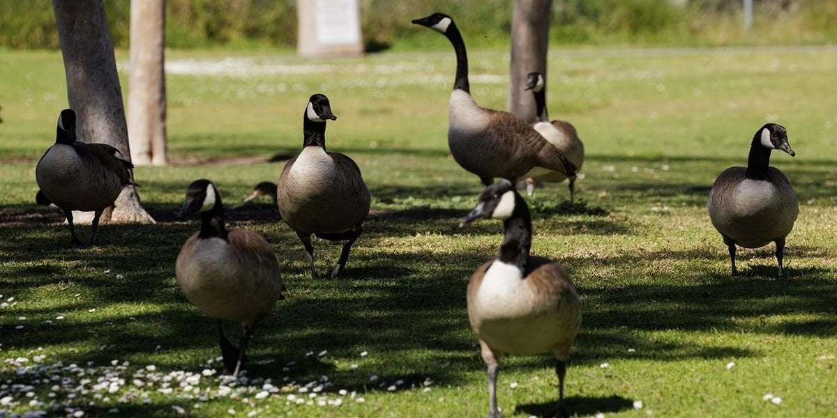image for 'White male in his 50s or 60s' cited for killing geese in Springfield Ohio — not Haitians