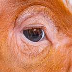 image for A pig's eye. I'm not editorializing, this is a photograph of the eye of a domestic swine