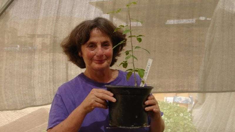 image for Lost biblical tree resurrected from 1,000 year-old seed