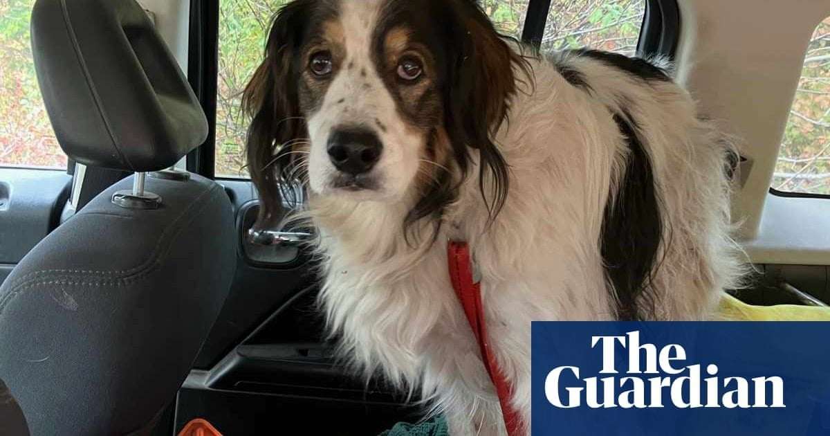 image for ‘Good girl and true hero’: dog saves owner by leading US officer to her home