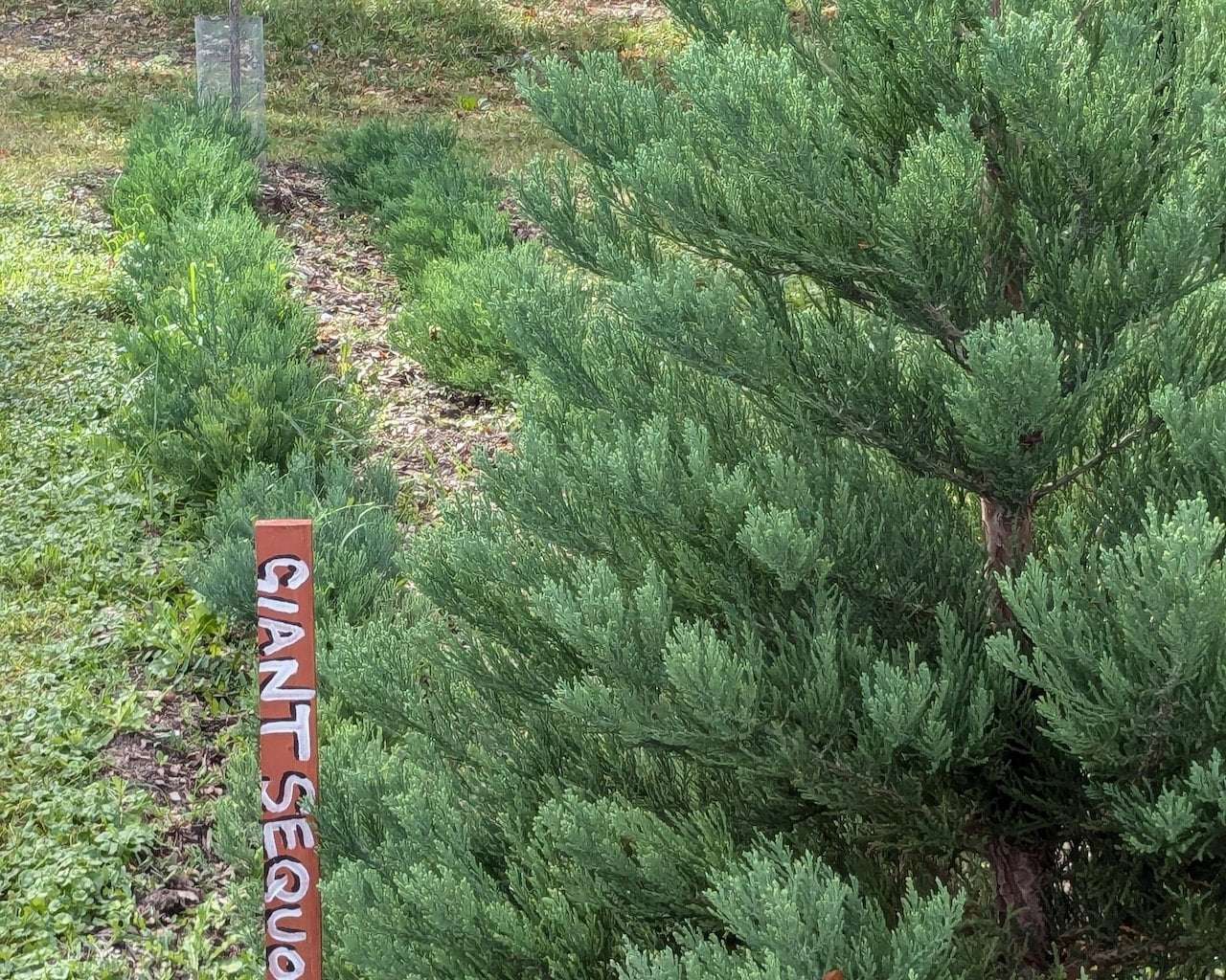 image for Giant sequoia forest to be planted in Detroit neighborhood