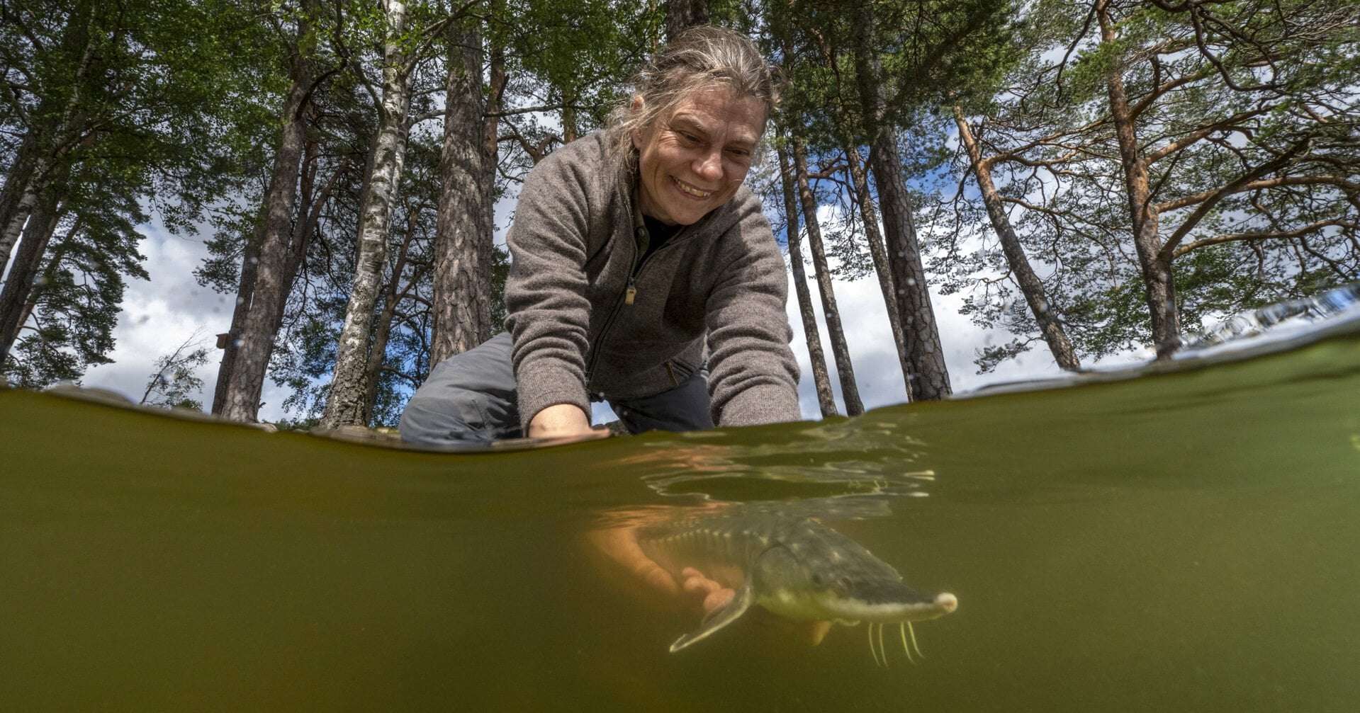 image for Atlantic sturgeon reintroduced in Sweden for the first time