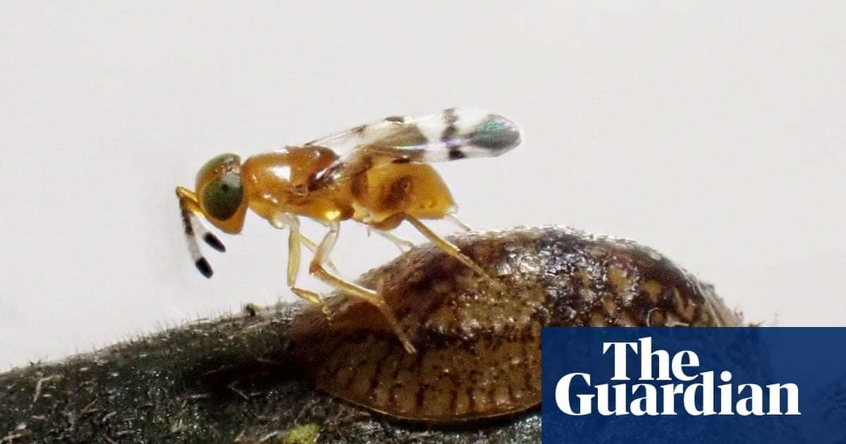 image for Tiny parasitic wasp helps save one of world’s rarest birds from extinction