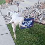 image for Good Doggie!