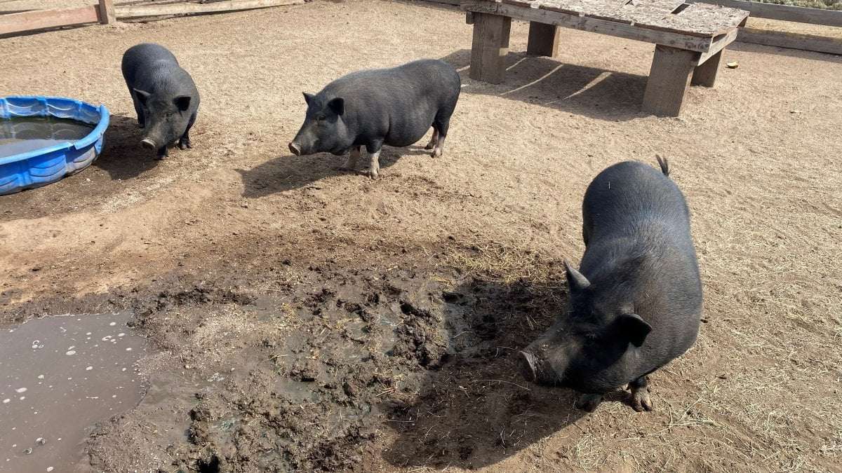image for Abandoned pigs thrive 2 years after more than 100 dumped in East San Diego County