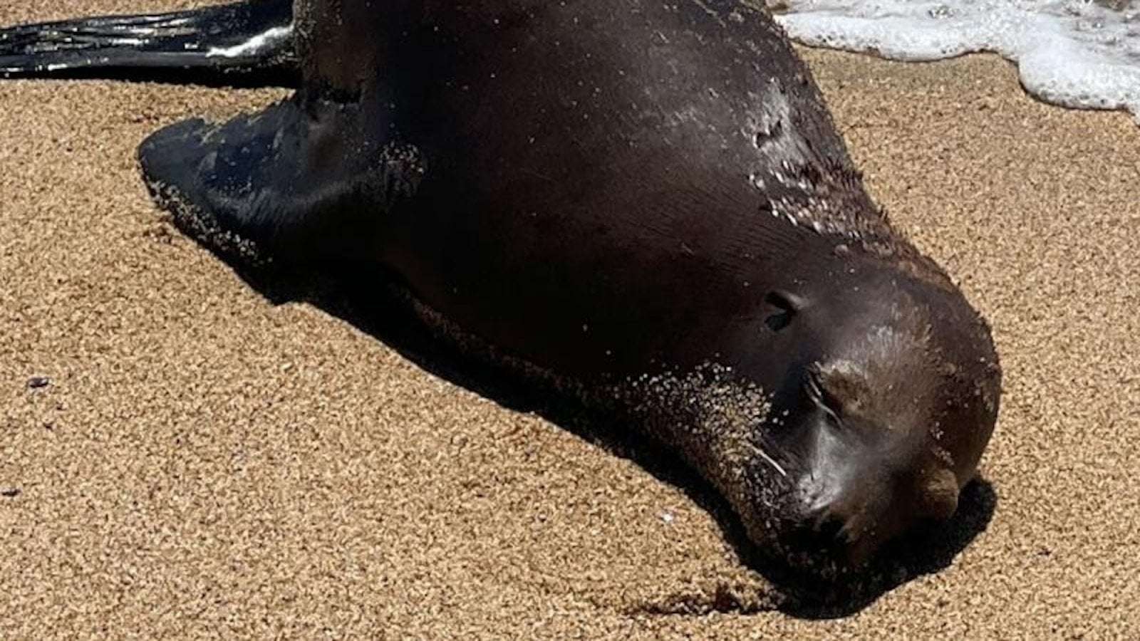 image for Police hunt suspect who shot and killed 2-year-old sea lion lying on California beach