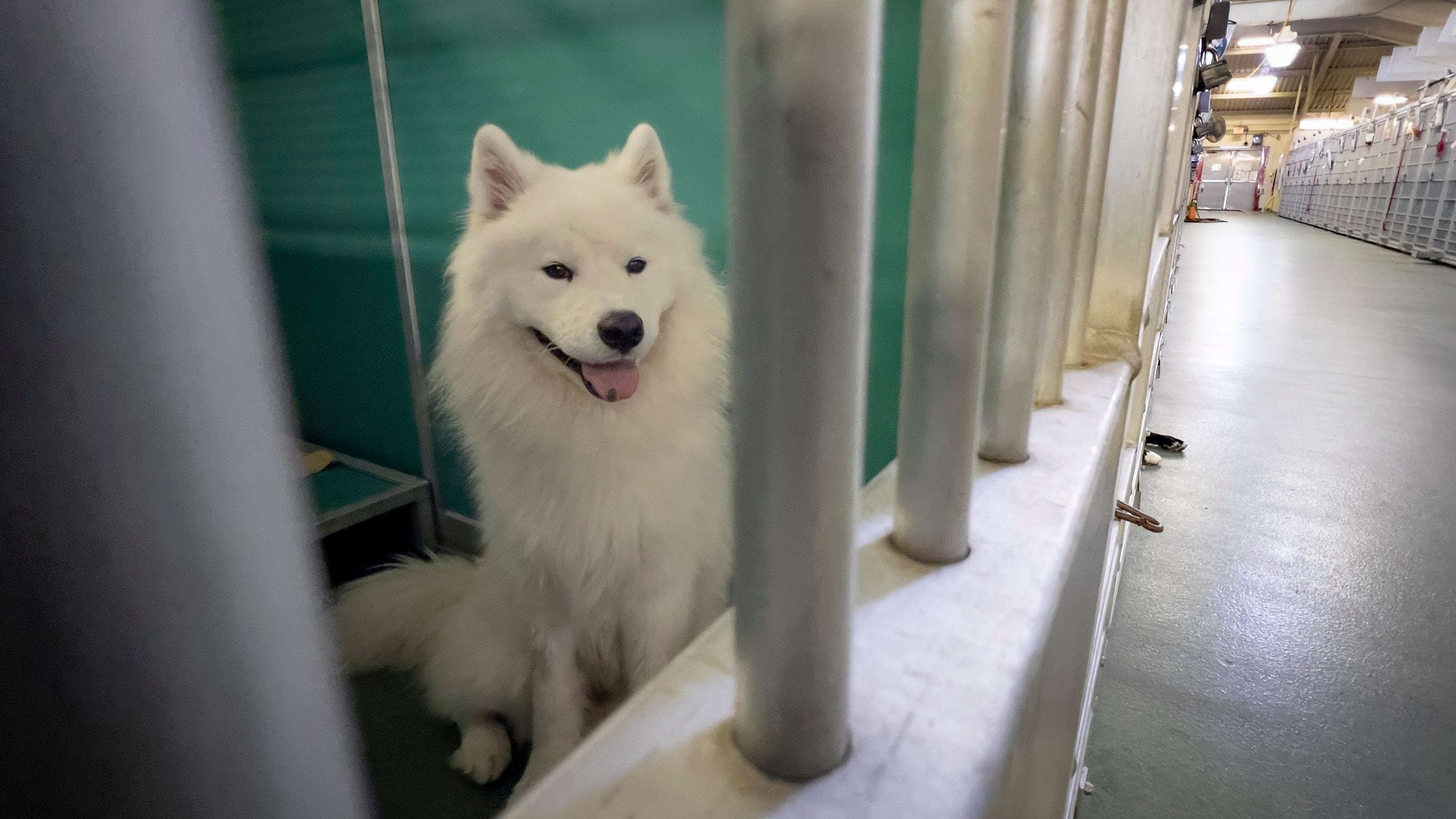image for Hurricane Milton: Hundreds of pets adopted, fostered after shelter's plea for help went viral