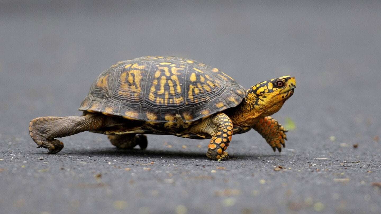 image for Woman pleads guilty to trying to smuggle 29 turtles across a Vermont lake into Canada by kayak
