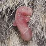 image for A newborn kangaroo joey. It instinctively crawls into the mother’s pouch after being born like this.