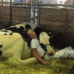 image for Mitchell Miner and his cow taking a nap at the Iowa State Fair