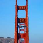 image for Blue Angel in front of the Golden Gate Bridge