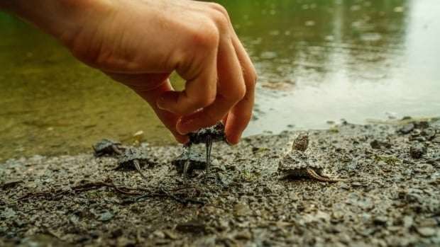 image for Hatch and release: One group's gamble to save at-risk baby turtles